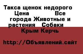 Такса щенок недорого › Цена ­ 15 000 - Все города Животные и растения » Собаки   . Крым,Керчь